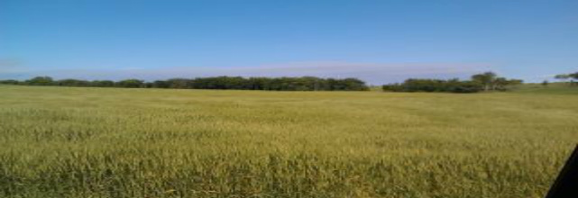 Iola Area Wheat Field